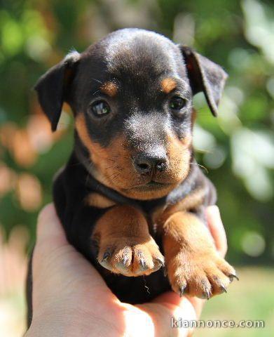 A DONNER Splendide chiot type pinscher nain