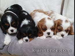 Adorables Chiots Cavaliers King Charles Pure Race