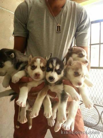 Magnifiques Chiots Husky Siberien Pure Race