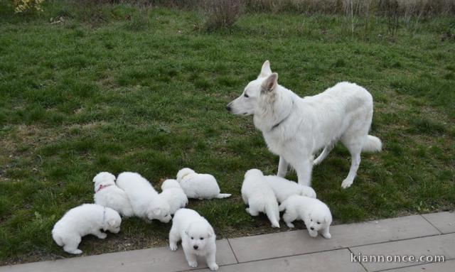 Extraordinaires Chiots Berger Blanc Suisse Pure Race