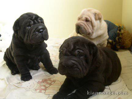 Magnifiques chiots de Shar Pei Pure Race