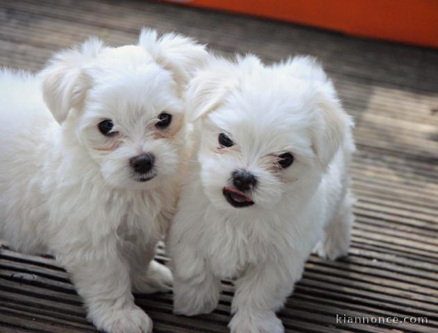 magnifique chiot de race bichon maltais