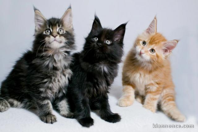  Superbes Chatons Maine Coon Pure Race