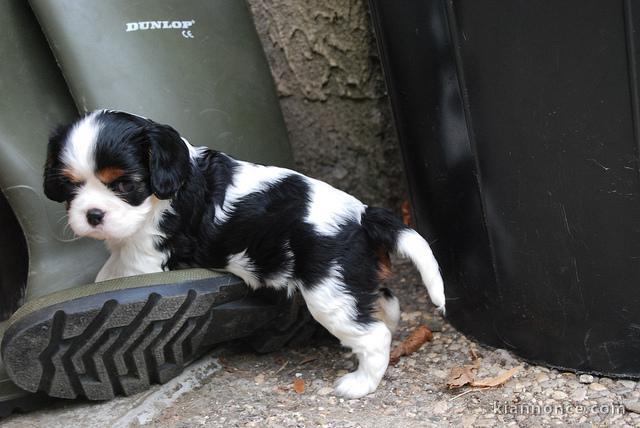 chiot Cavalier King Charles Femelle à donner