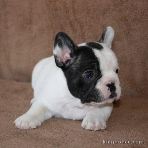 Chiot bouledogue Français femelle DONNER