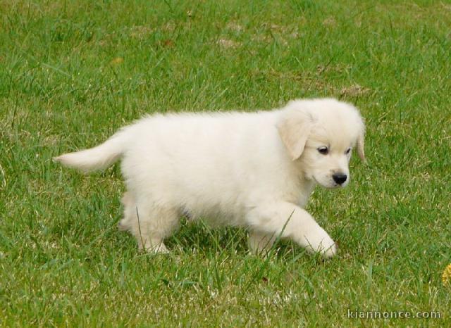 Magnifique Chiot Type Golden Retriever à donner