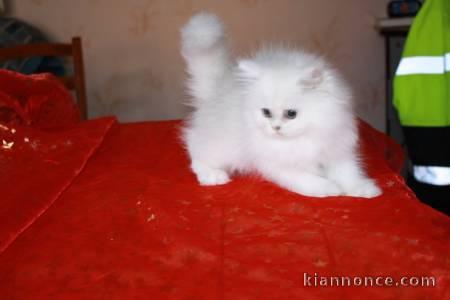 A donner  Chaton type persan chinchilla Femelle