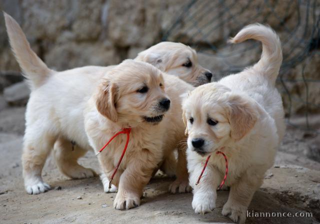 Adorable Chiot Golden retriever