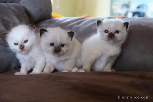 Magnifique chatons Sacré de Birmanie 