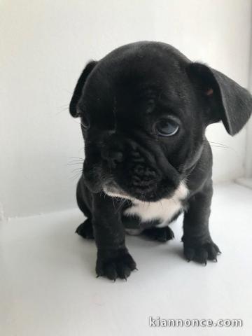 chiots type bouledogue francais