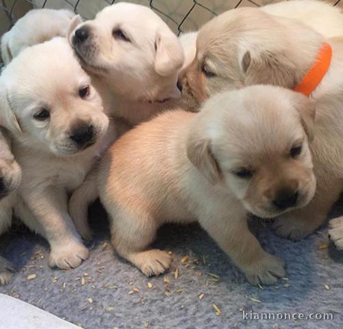 Adorable chiot Labrador