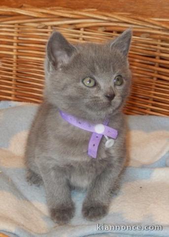  adorables chatons chartreux