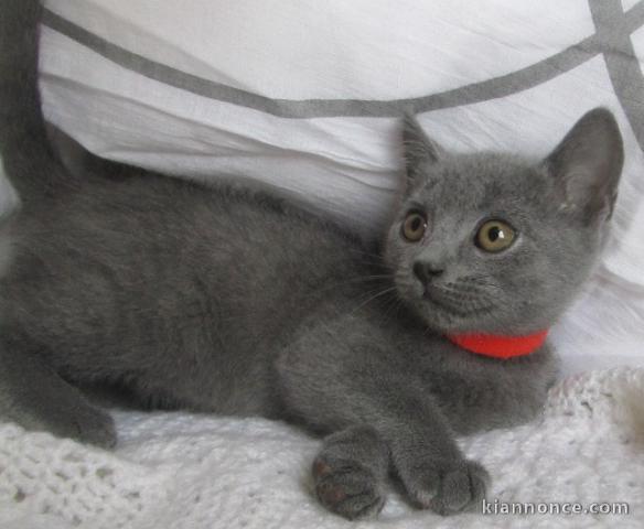 adorables chatons chartreux