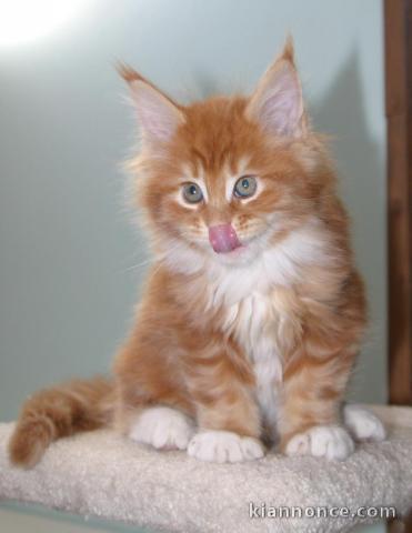 adorables chatons mainecoon