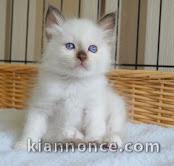 chatons sacre de birmanie