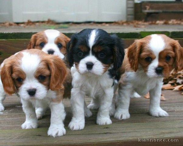 Adorables chiots  cavalier king charle disponible pour adoption