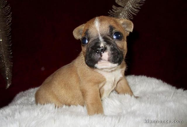 MAGNIFIQUE CHIOT BOULEDOGUE FRANCAIS 