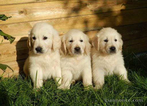 Chiots labrador/golden retriever