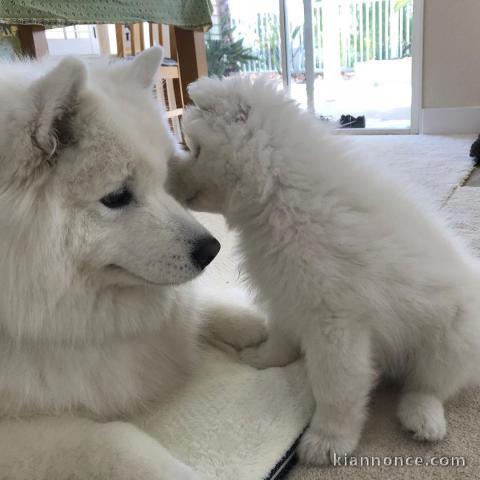 Chiots male et femelle Samoyede a donner