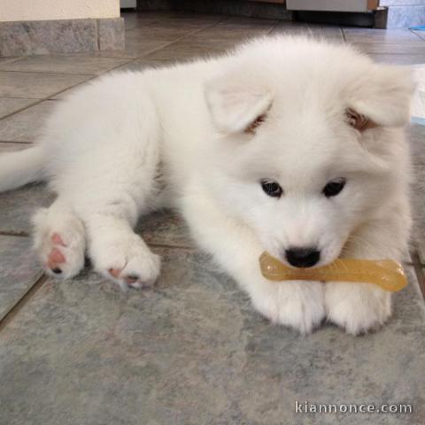 Chiots male et femelle samoyede a donner