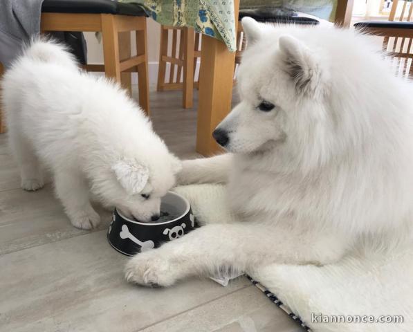 Chiots male et femelle samoyede a donner