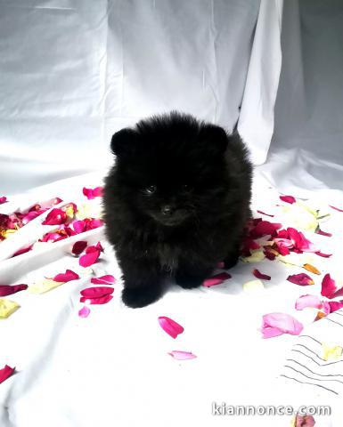 Adorable Chiot Spitz Nain Pomeranien