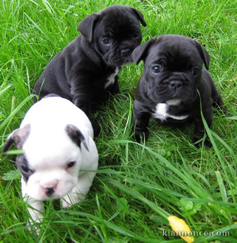 Magnifiques chiots Bouledogue Français disponible de suite