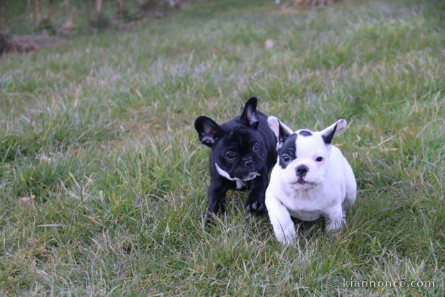 Magnifiques chiots Bouledogue Français disponible de suite