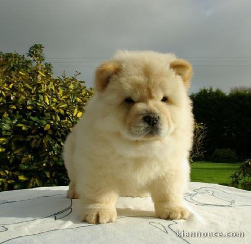 Belle chiot de Spitz Nain blanc à donner