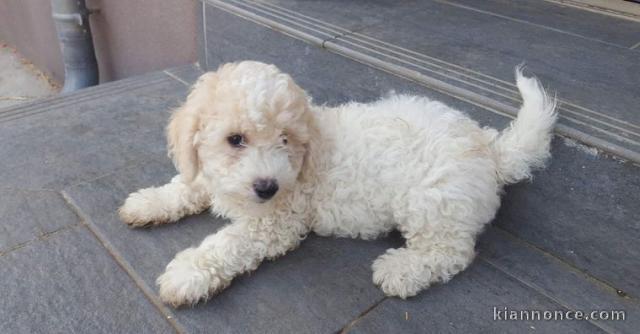 Magnifiques chiot bichon maltais