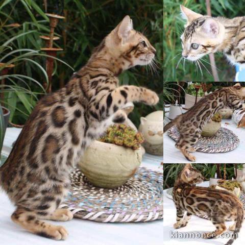Magnifique chaton bengal en adoption 