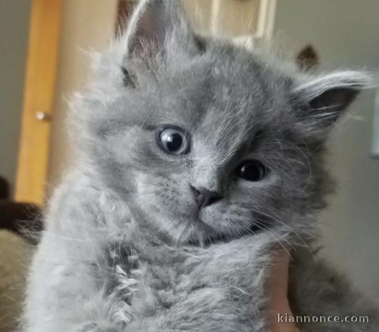 Chaton gris poil long