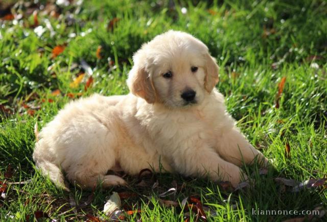 MAGNIFIQUE CHIOT GOLDEN 