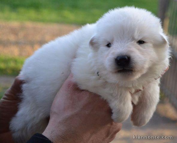 A DONNER Chiot type Berger Blanc Suisse
