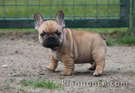 Adorable chiots bouledogue francais disponible