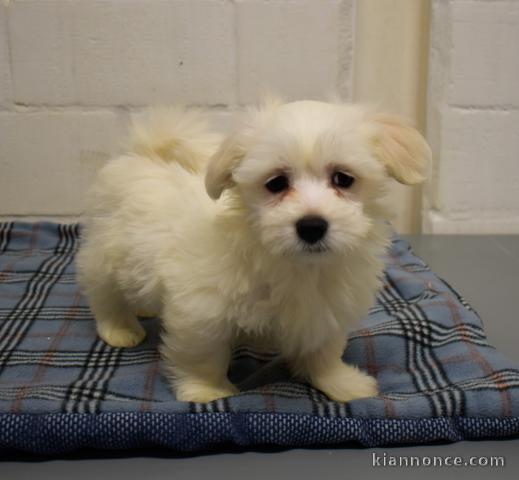 Adorable chiots bichon maltais disponible