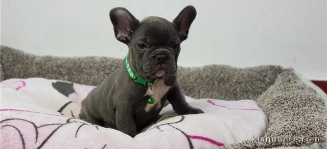 Magnifiques chiots Bouledogues Français l.o.f à réserver