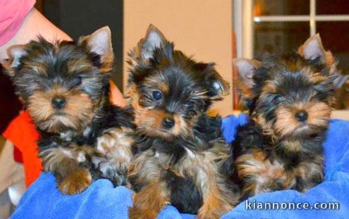 adorable chiots yorkshire