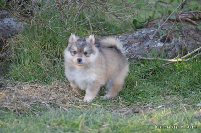 Magnifique chiot Spitz Nain en adoption pour de bonne famille