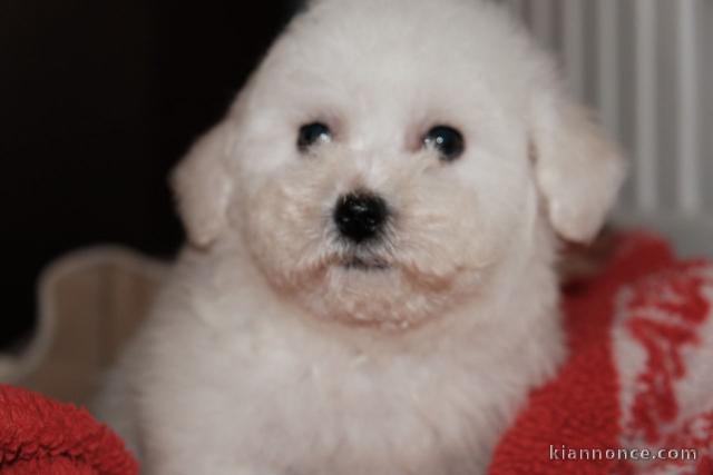 magnifique bichon frisé disponible. 