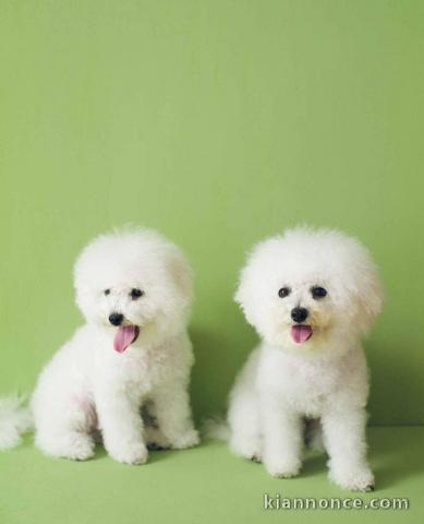 Magnifique chiot bichon en adoption pour de bonne famille