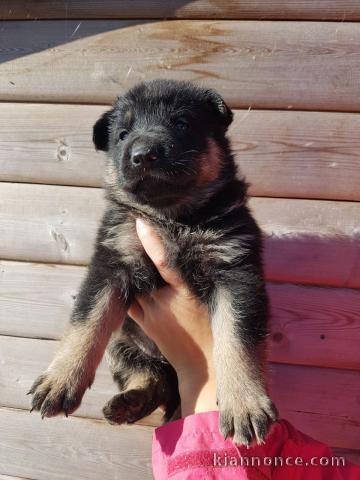 Chiots Berger Allemand à donner 