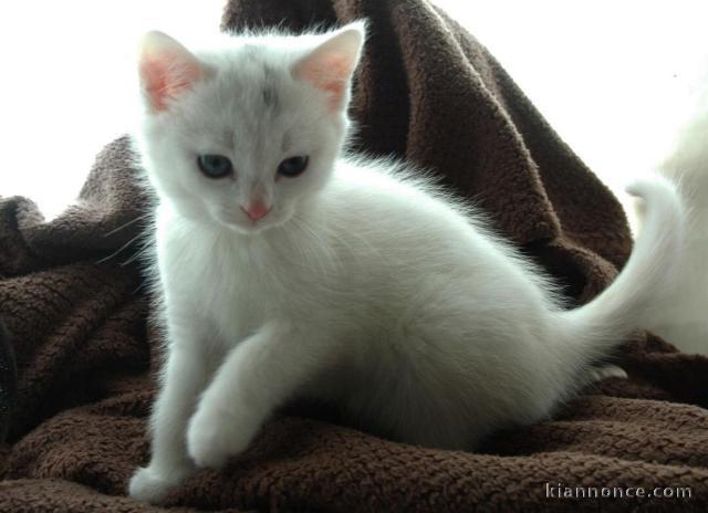 Magnifique chaton sacré de birmanie en adoption