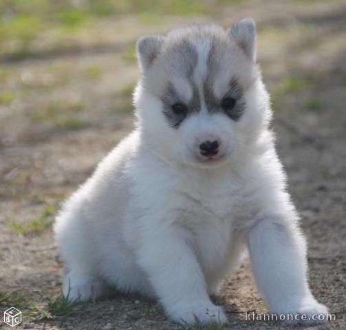 A donner chiots Husky 