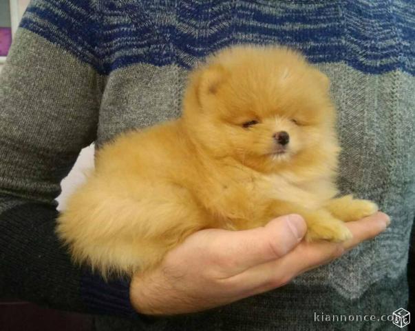 A DONNER adorable chiot femelle spitz nain femelle