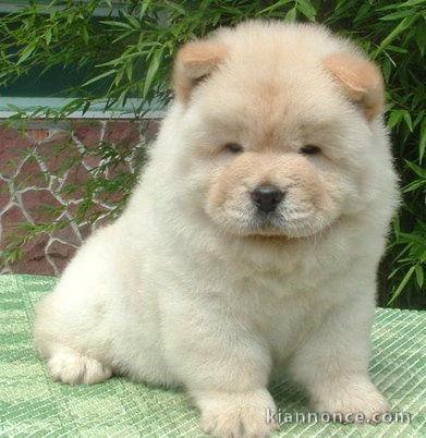 A donner Chow chow femelle blanche non lof