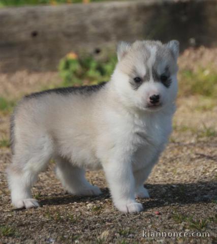 A donner chiots Husky 