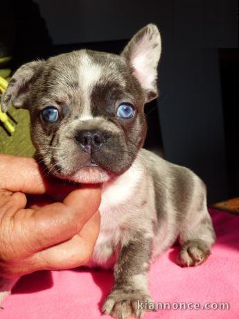 A donner chiots bouledogue français