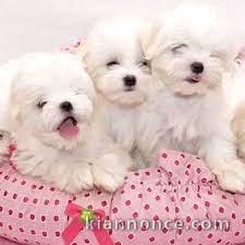 adorable chiots Bichon Maltais