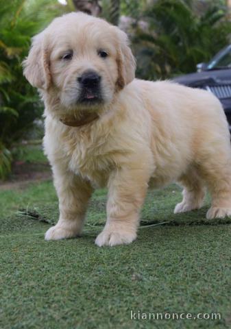 chiots golden retriever  a donner